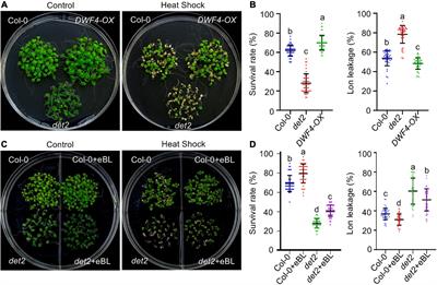 Heat Shock-Induced Accumulation of the Glycogen Synthase Kinase 3-Like Kinase BRASSINOSTEROID INSENSITIVE 2 Promotes Early Flowering but Reduces Thermotolerance in Arabidopsis